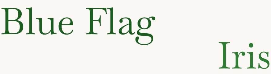 blue flag iris