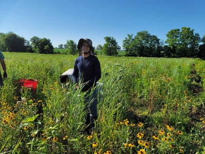 Yorkville IL Native Plants