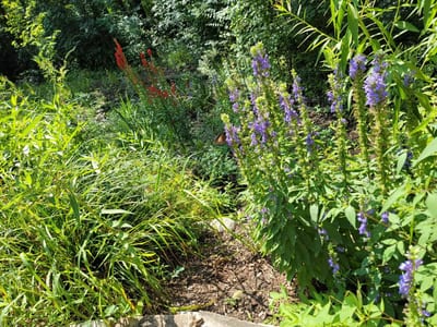 Native Plant Selection