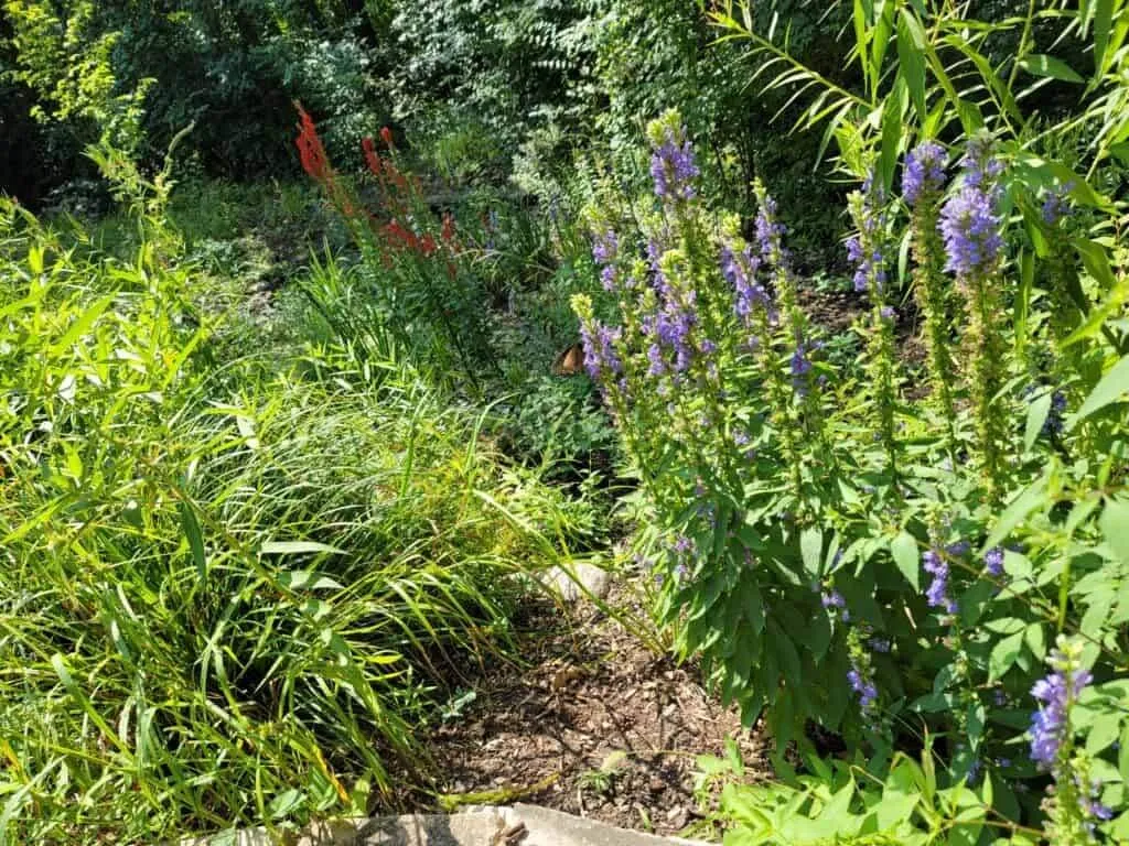 Native Plant Selection