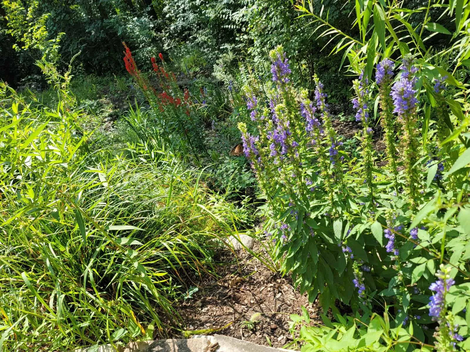 Native Plant Selection