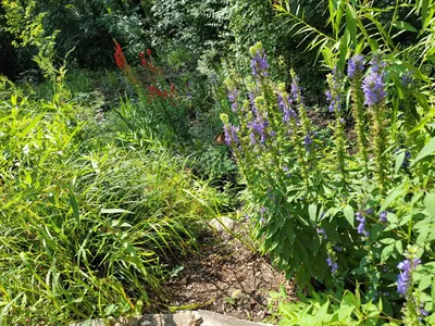 Native Plant Selection