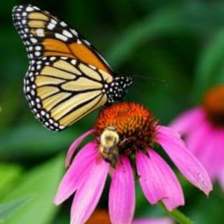 butterfly
